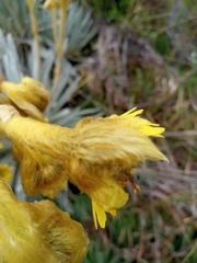 Espeletia chocontana