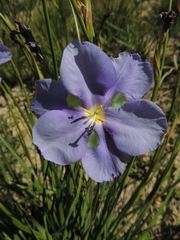 Aristea biflora