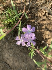 Phlox woodhousei
