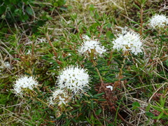 Rhododendron tomentosum