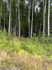 Abies sibirica