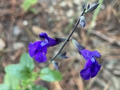 Salvia chamaedryoides