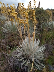 Espeletia chocontana