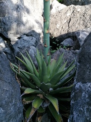 Agave kerchovei