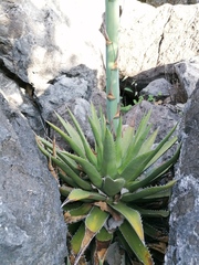Agave kerchovei