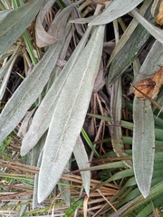 Espeletia chocontana