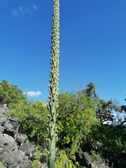 Agave kerchovei