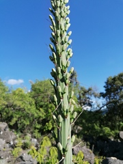 Agave kerchovei