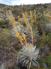 Espeletia chocontana