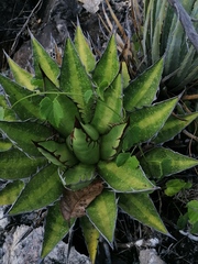 Agave kerchovei