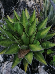 Agave kerchovei