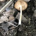 Entoloma rivulare - Photo (c) Robert M Hallock, some rights reserved (CC BY), uploaded by Robert M Hallock