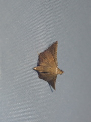 Endotricha theonalis