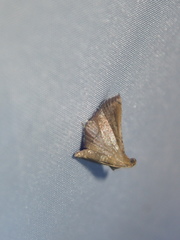 Endotricha theonalis