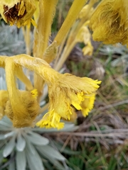 Espeletia chocontana