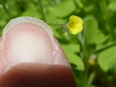 Oxalis laxa
