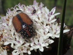 Trichostetha capensis