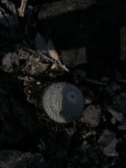 Epithelantha