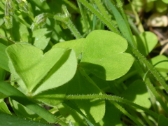 Oxalis laxa