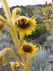 Espeletia chocontana