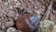 Dasymutilla araneoides