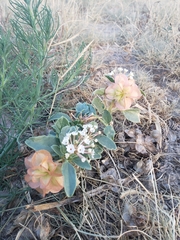 Tripterocalyx micranthus