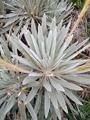 Espeletia chocontana