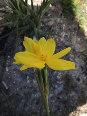 Bobartia longicyma