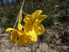 Bobartia longicyma