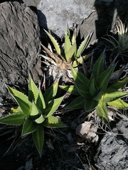 Agave kerchovei