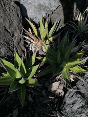 Agave kerchovei