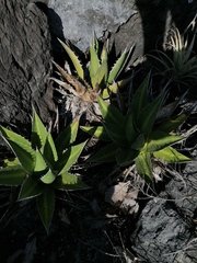 Agave kerchovei