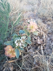 Tripterocalyx micranthus