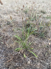 Plantago lanceolata