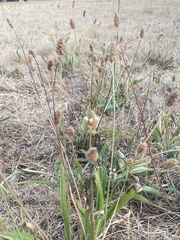 Plantago lanceolata