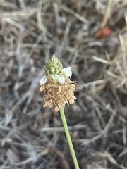 Plantago lanceolata