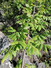 Bursera esparzae