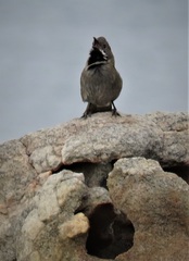 Psophodes nigrogularis