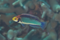 Cirrhilabrus aquamarinus