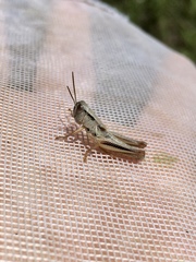 Phoetaliotes nebrascensis