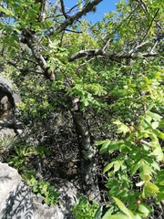 Bursera esparzae