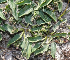 Euphorbia tuberosa