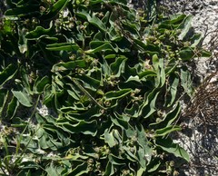 Euphorbia tuberosa