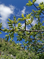 Bursera esparzae