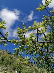 Bursera esparzae