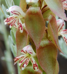Satyrium cristatum cristatum