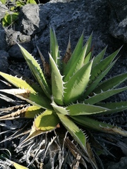 Agave convallis