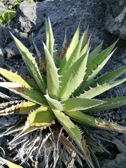 Agave convallis