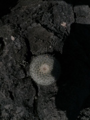 Mammillaria albilanata