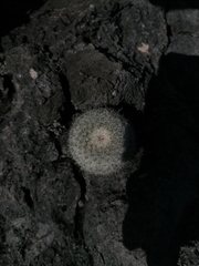 Mammillaria albilanata